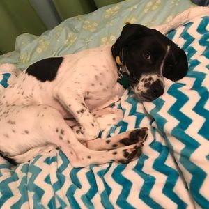 Meet your Posher, Carlyn